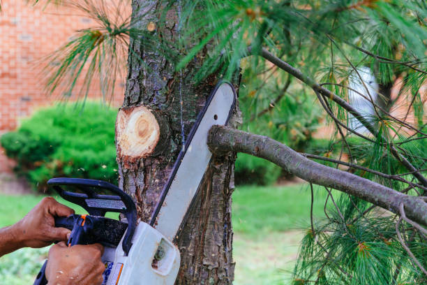 Best Hazardous Tree Removal  in Hollymead, VA